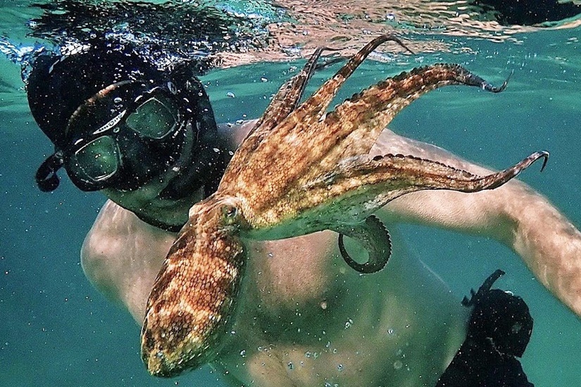 《我的章魚老師》（My Octopus Teacher）